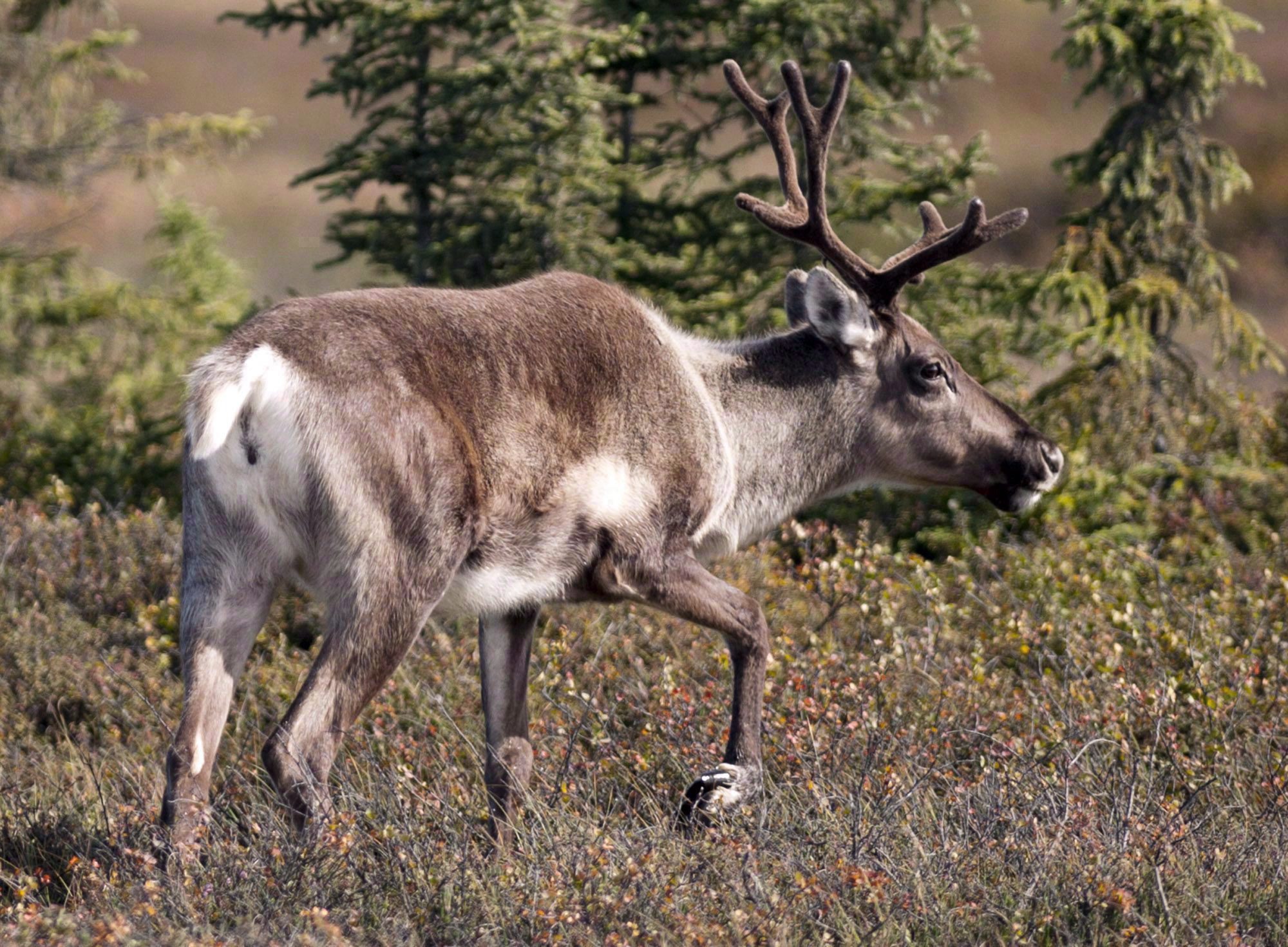 Industry, conservationists divided over Alberta's caribou recovery plan - Edmonton | Globalnews.ca