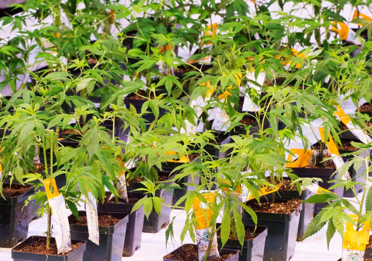 Cannabis seedlings at the new Aurora Cannabis facilty Friday, November 24, 2017 in Montreal.THE CANADIAN PRESS/Ryan Remiorz.
