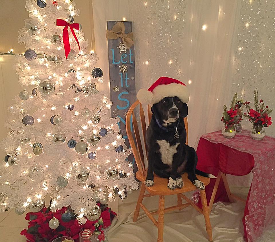 Viewers on Facebook shared their pets dressed in Christmas costumes.