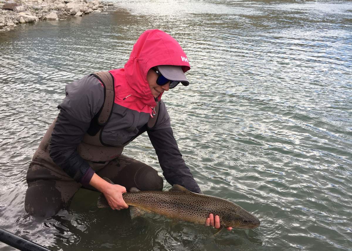 Whirling Disease in Alberta - image
