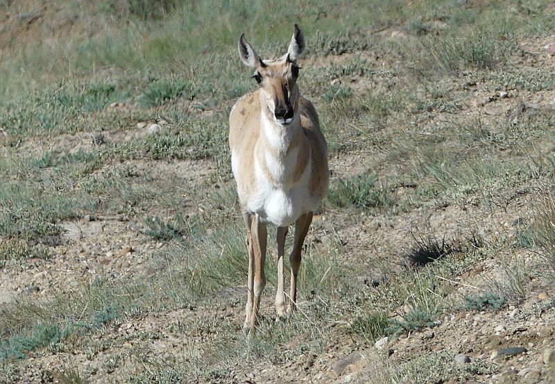 Trekking Across Alberta Near the 49th Parallel – From Saskatchewan to Writing-On-Stone - image