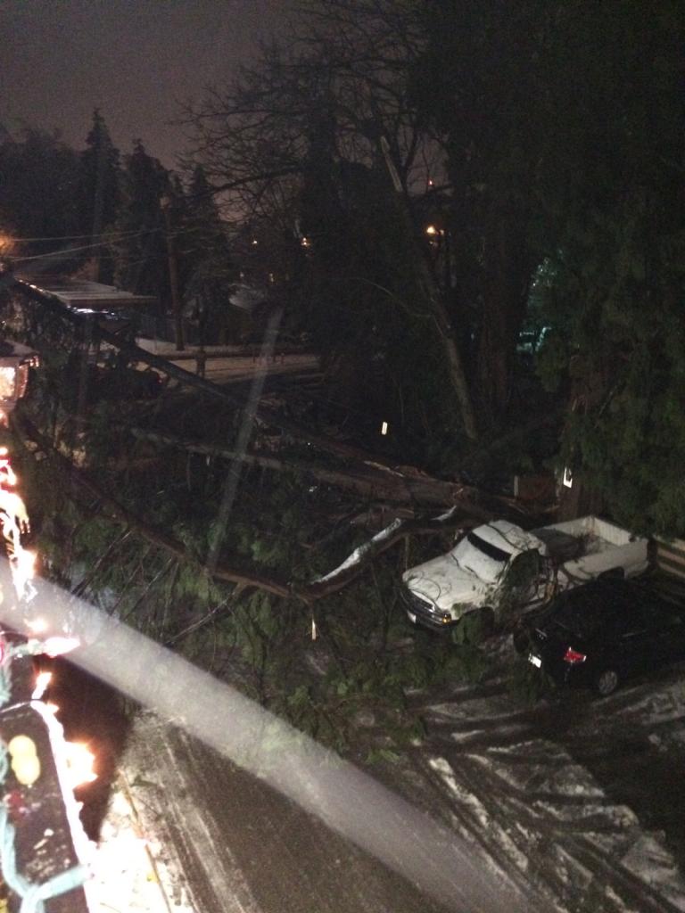 A huge cedar tree fell down in Abbotsford early Friday evening.