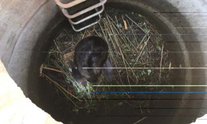 An adult beaver and kit observed in the Port Moody storm sewer system.