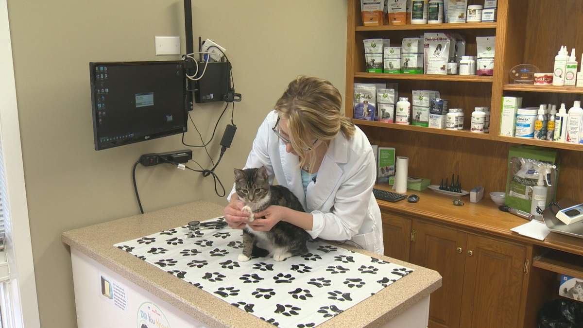 The BC SPCA wants the CVBC to follow Nova Scotia's lead and ban declawing domestic cats.