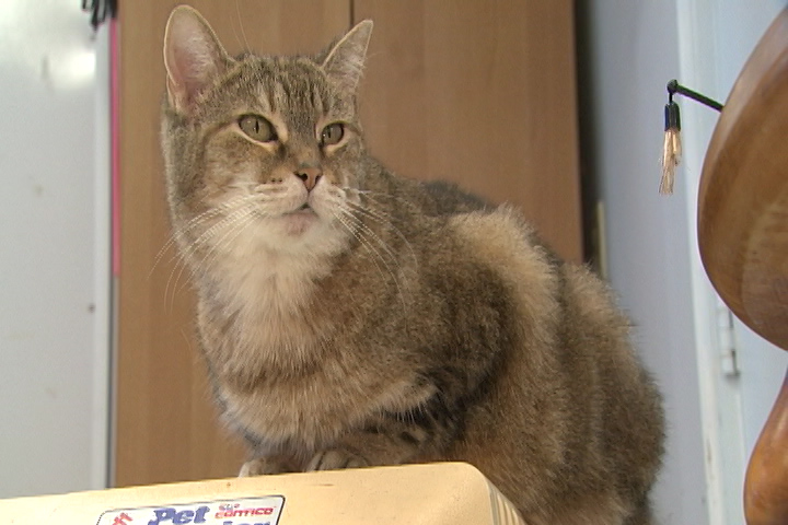 Thieves stole thousands of dollars in cash, cheques and donated gifts cards from an animal shelter in Cumberland County, N.S., overnight on Tuesday.