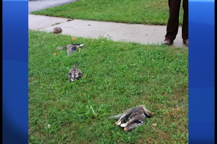 A dozen dead ducks were found in Peterborough's north end in early September.