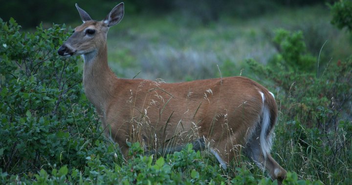 COVID-19 virus found in 3 Quebec deer, Canadian officials say