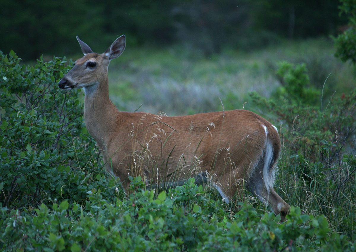 A white-tailed deer is shown on Manitoulin Island, near Gore Bay, Ont. on Thursday, July 13, 2017. 