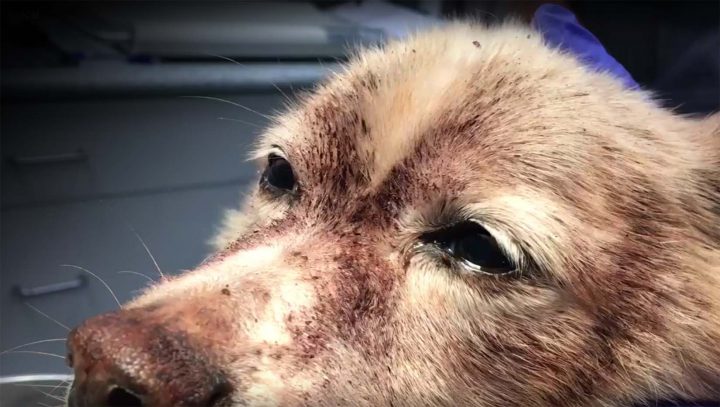 Rascal lost approximately 85 per cent of his blood due to a flea infestation, according to the BC SPCA.