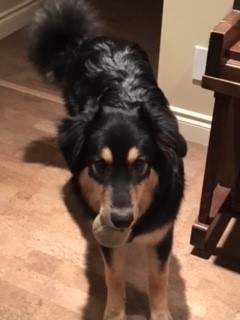( Baxter today – he says hi to Shaye)