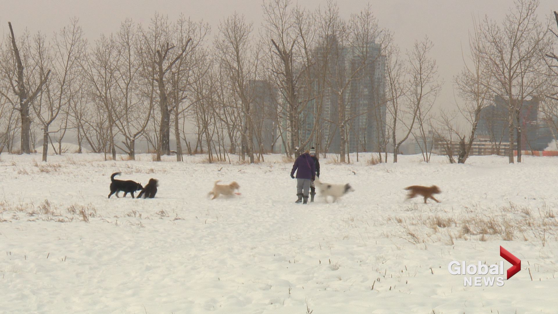 What to do with 2024 dogs in extreme cold