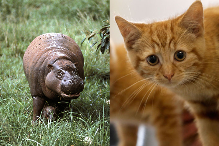 Declawing cats? Banned. Dogs? Saved. Horses? Found. Hippo? For Christmas. - image
