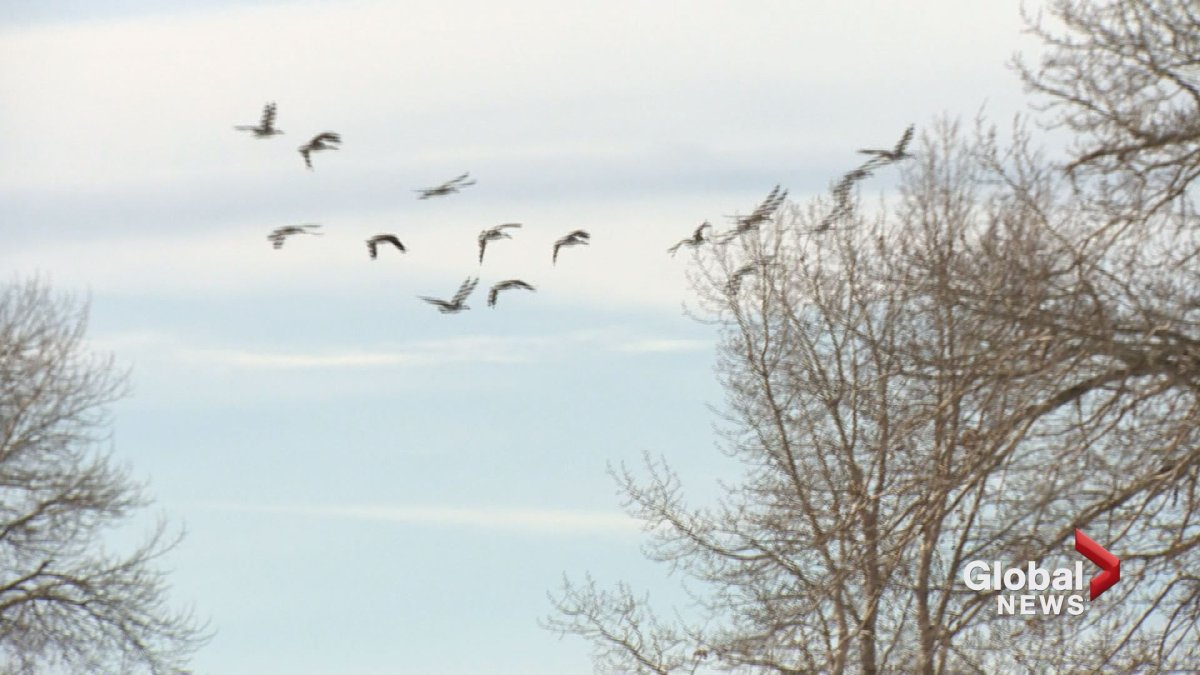 Canada geese are seen flying in Calgary. 