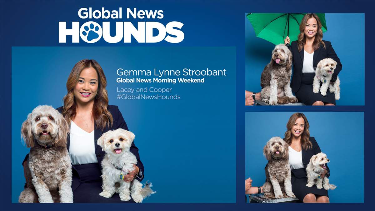 Global News Weather Anchor GEMMA LYNNE STROOBANT is known as Aunty Gemma to LACEY AND COOPER. These adorable pups belong to close friends.