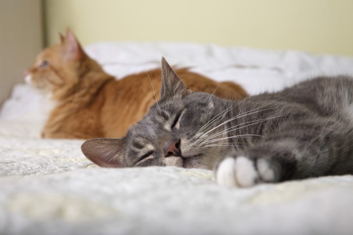 A new report says Canada has a cat overpopulation problem.