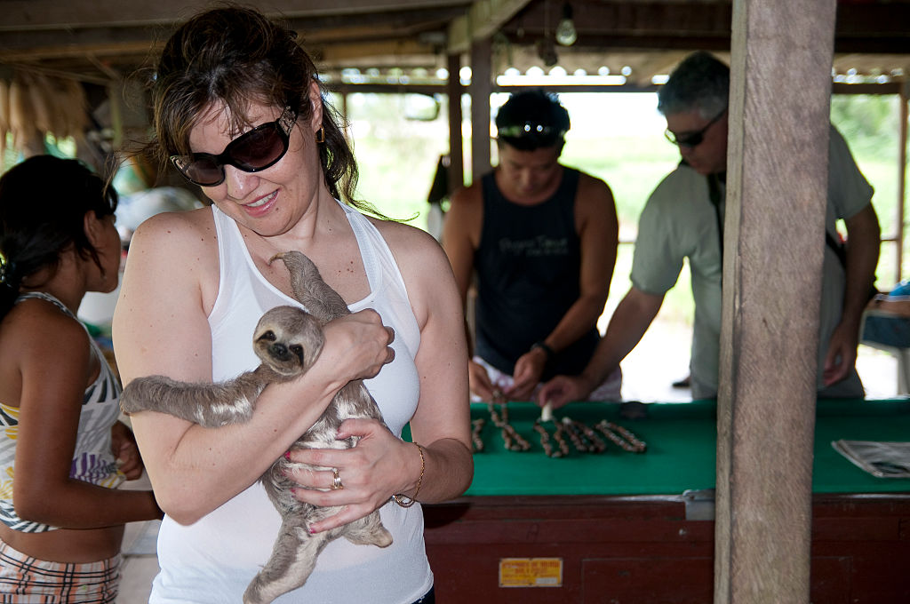 Ecotourism in Amazon rain forest -  Tourist holds a sloth cub in 2014.