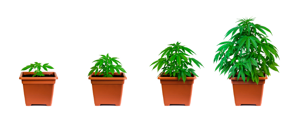 Federal law will allow people to grow up to four of their own marijuana plants.