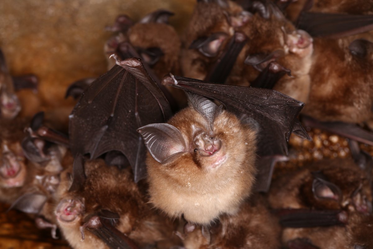 Chinese scientists have found all the genetic building blocks of SARS in a single population of horseshoe bats.