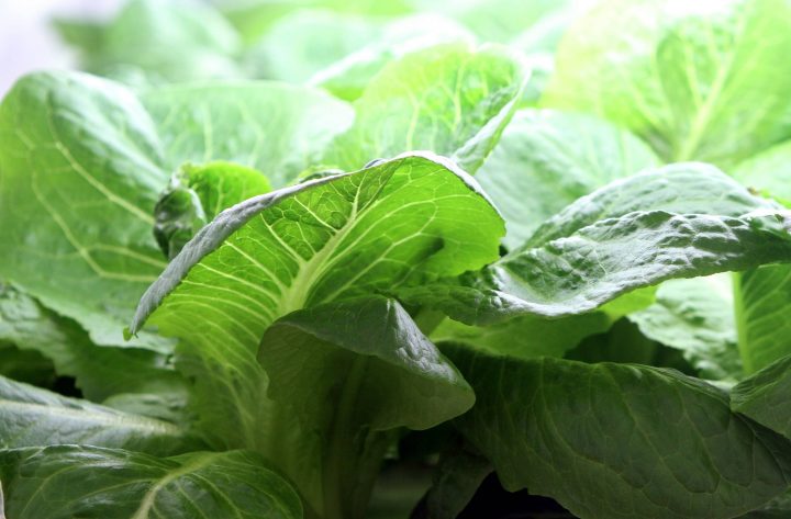 Five people in the U.S. have died after an E.coli outbreak linked to romaine lettuce.