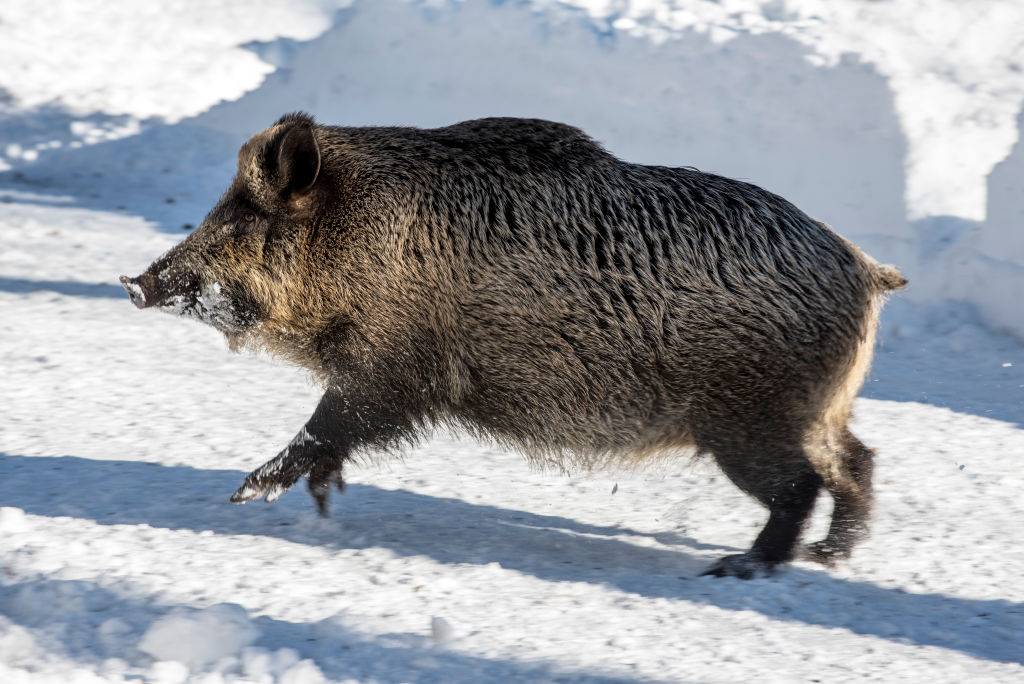 Wild pig (Sus scrofa) boar running in the snow in winter.