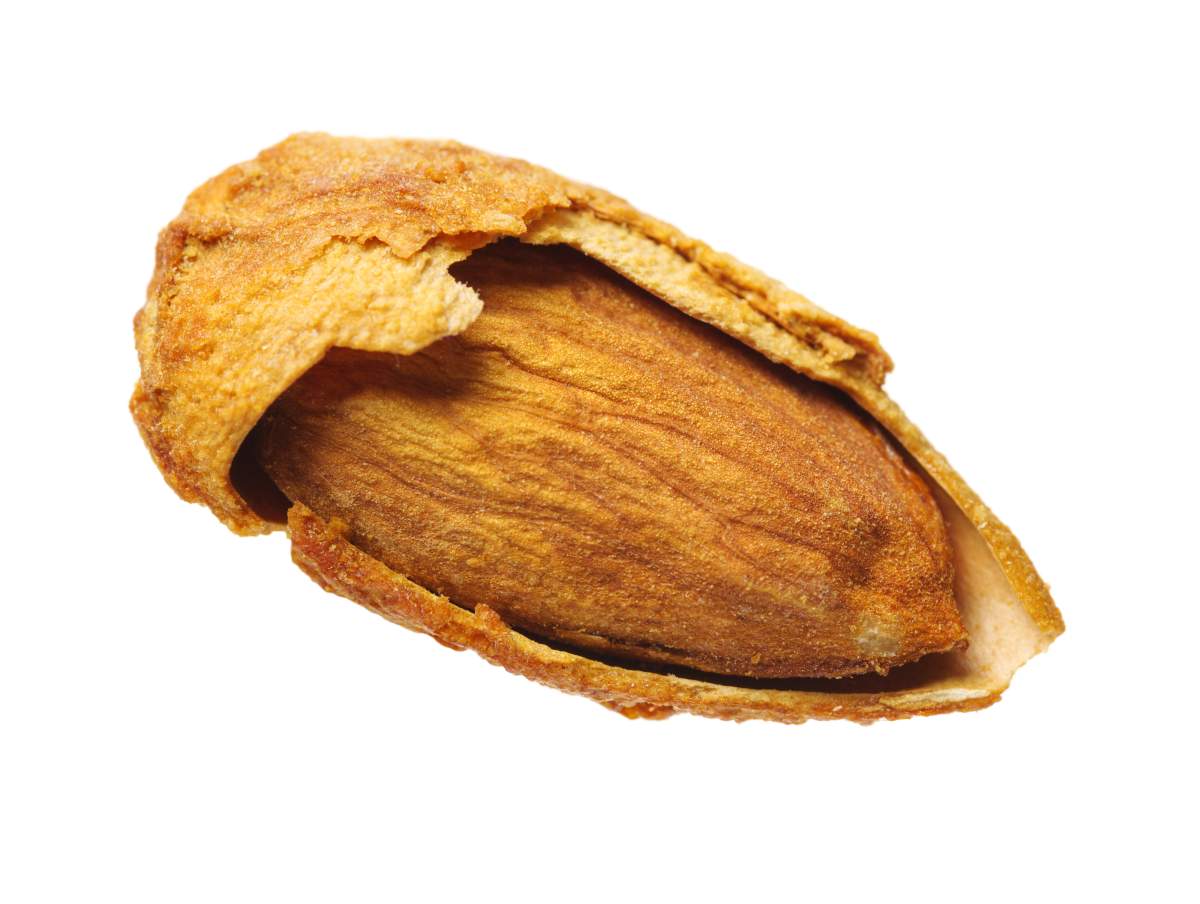 Apricot kernels resemble almonds.