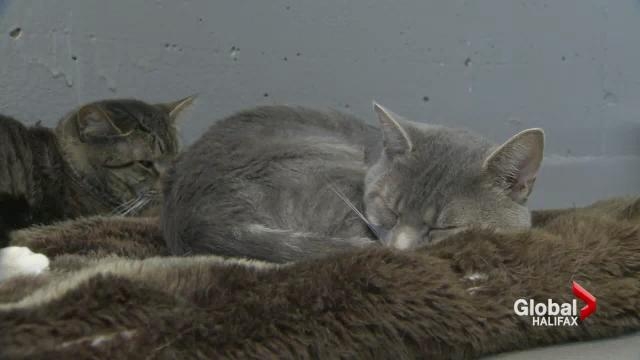 The Nova Scotia Veterinary Medical Association has amended its code of ethics to make the practice of elective and
non-therapeutic declawing ethically unacceptable.