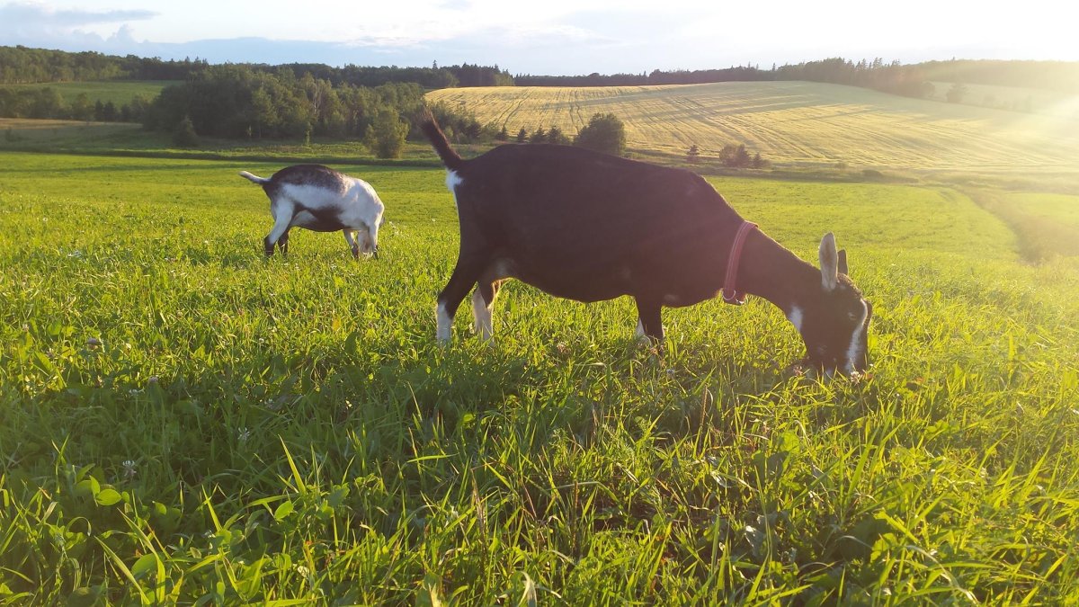 The owner of a P.E.I farm is getting some backlash after posting on Facebook that her goat meat would be featured in donairs at a local restaurant.