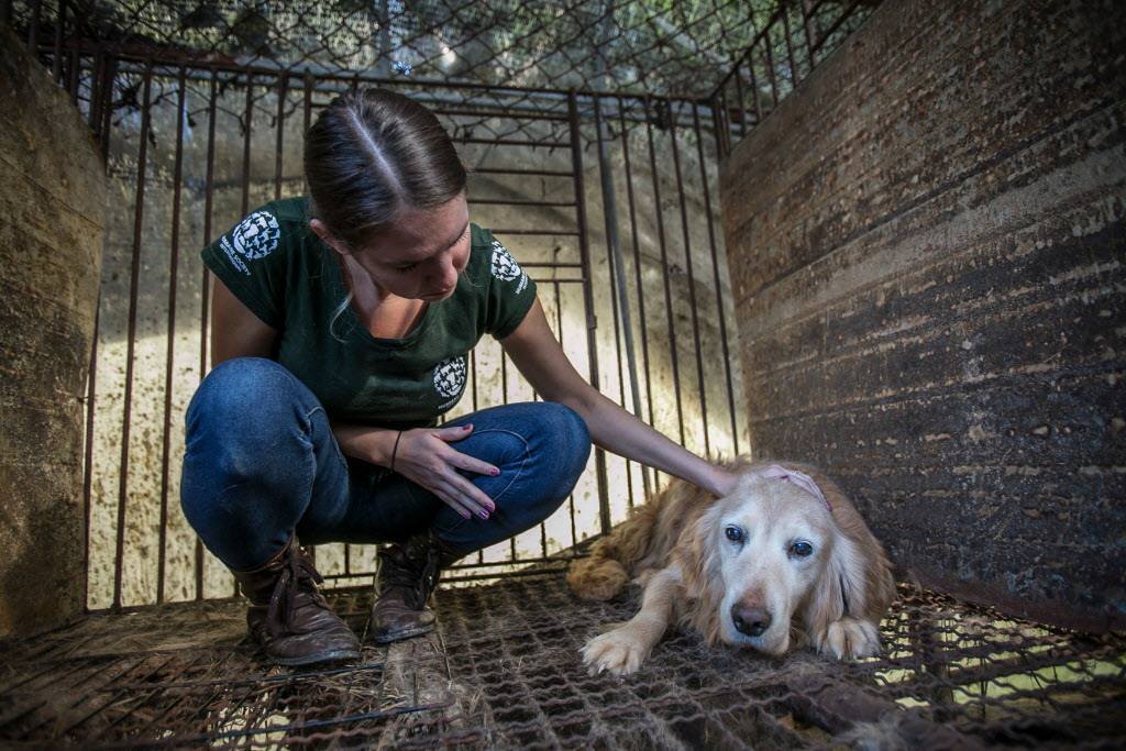   Humane Society International's Canadian branch says 50 dogs have
arrived in the last five days and are bound for shelters and rescue
groups in Ontario and Quebec.
