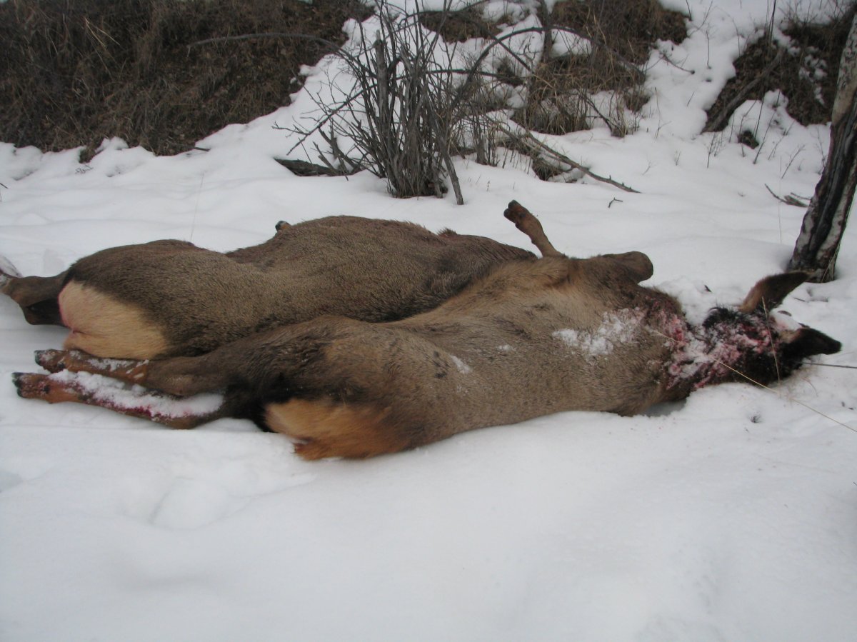 Victoria Kryzanowski complained to the Conservation Officer Service after two cow elk were shot and killed on her private property on Greyback Mountain Road.