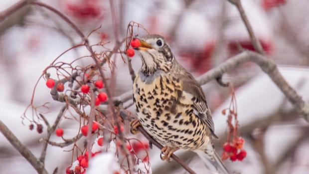 A European mistle thrush spotted in MIramichi, N.B. is shown in a handout photo by Peter Gadd. 