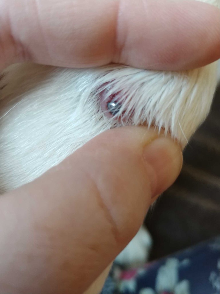Niverville woman stunned after dog shot by pellet gun - Winnipeg ...