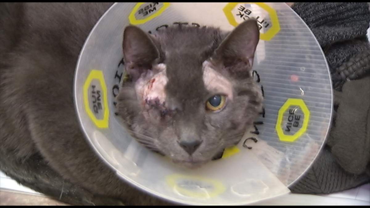 An injured cat at the Humane Society in Lindsay.