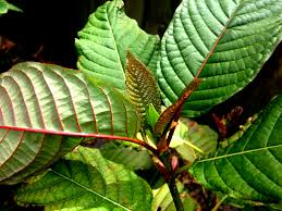 The kratom plant could be an alternative to opioids as a pain medication. 