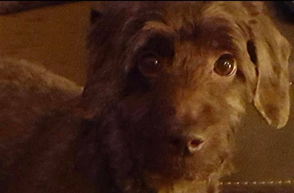 Murphy, a brown mini-Labradoodle, has been missing since escaping a yard in Edmonton over the holidays.