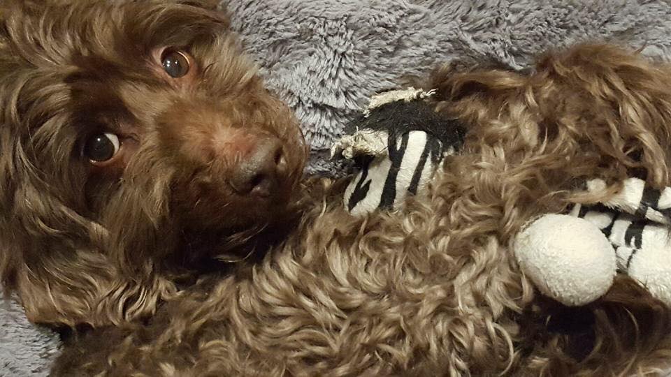 Murphy recently got a haircut, so his curly brown hair is clipped shorter than seen here.