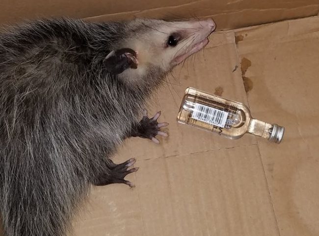 A picture of the inebriated opossum shared by the Emerald Coast Wildlife Refuge. 
