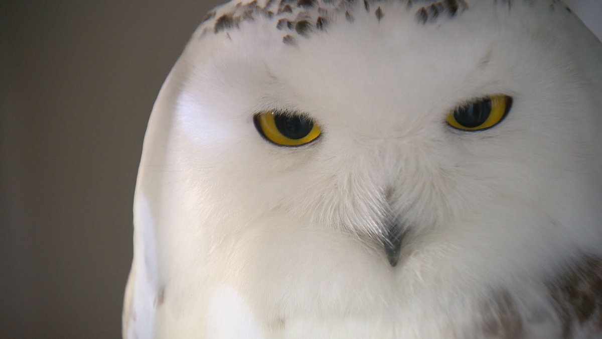 A B.C. man was injured when he attempted to rescue an injured owl.
