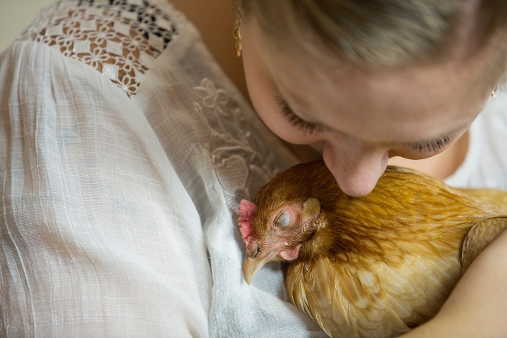 When 'emotional support animals' offer all the comfort of chicken