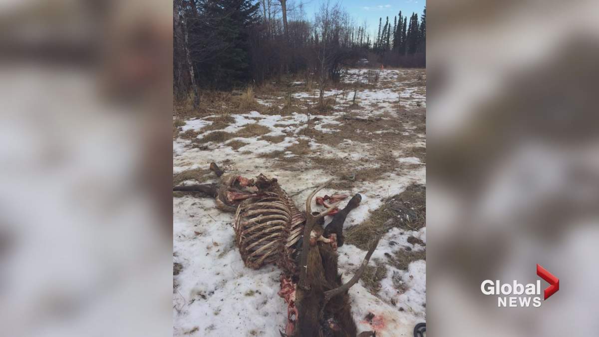 A poached elk found near Sundre, Alta., has Alberta Fish and Wildlife asking the public for information.