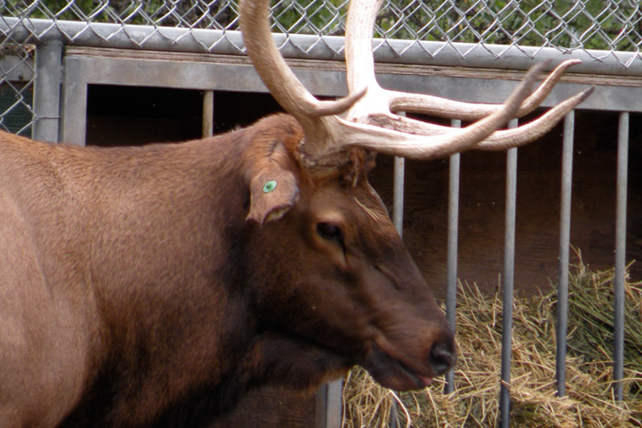 Winston, a popular elk at the Saskatoon zoo, had to be euthanized after being injured by another animal in the herd.