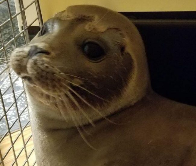 Seal pup "Houston" smiles for the Yarmouth Police Department's cameras.
