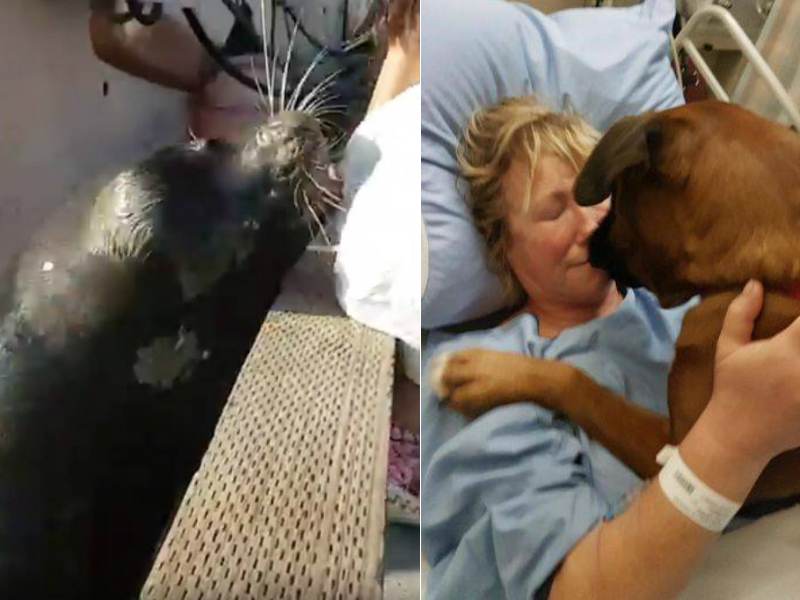 At left, a sea lion that pulled a girl into the water in Steveston. At right, Annette Poitras with a dog that helped keep her alive in the wild.