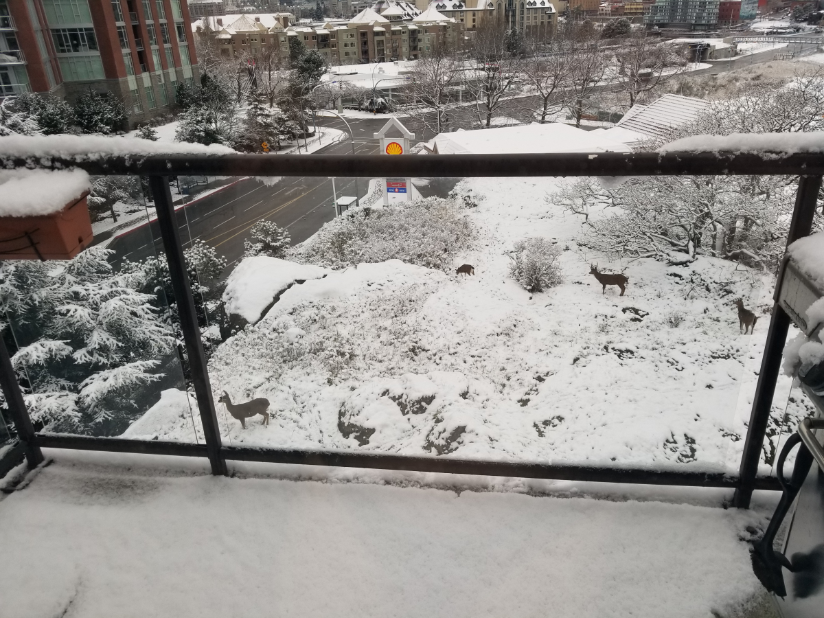 Deer traipse through snow on the ground in Victoria on Dec. 25, 2017.