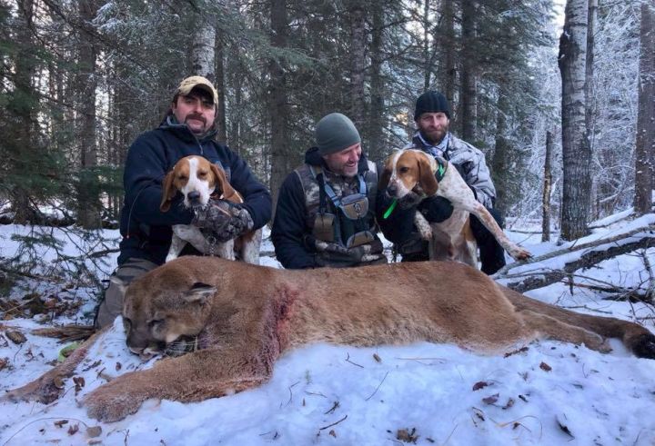 Steve Ecklund, who's the host of outdoor show ``The Edge,'' bragged about hunting a huge cougar earlier this month.