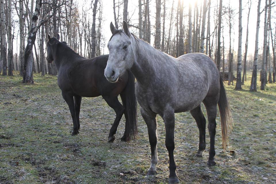 One of the six horses that was stolen from the Cameron family’s central Alberta ranch near Winfield, Alta.