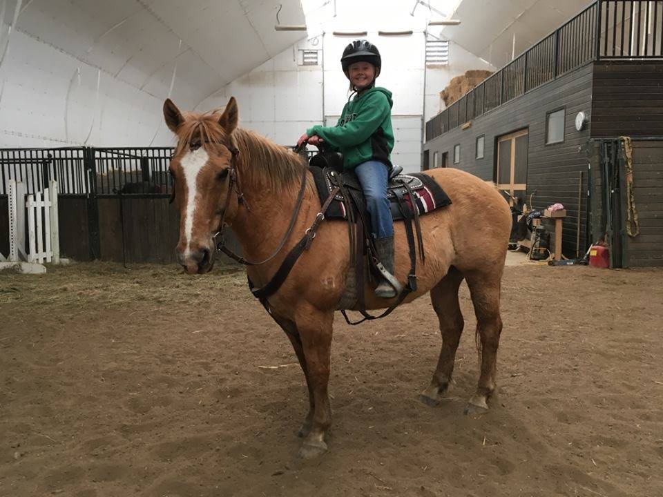 Peppy, one of the six horses that was stolen from the Cameron family’s central Alberta ranch near Winfield, Alta.