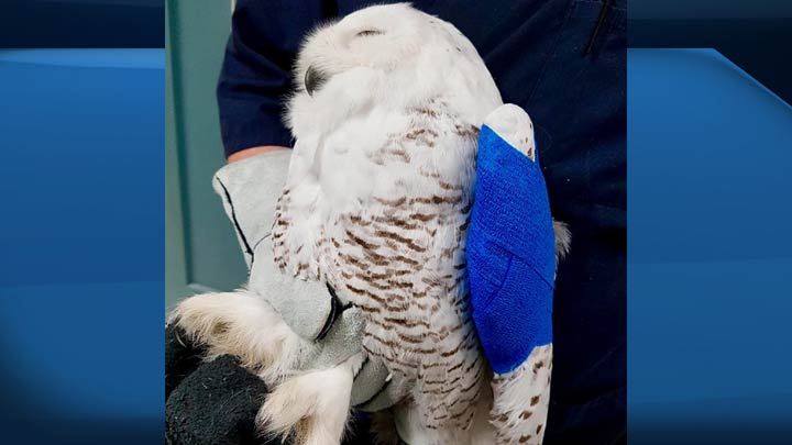 “Tahoe” was brought to the Animal Clinic of Regina for X-rays where it was determined one of its wings was broken and it had also suffered a concussion.