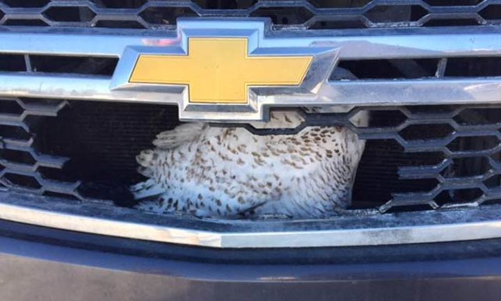Megan Lawrence, with Salthaven West, extracted a snowy owl from an SUV grille in a parking lot last week in Saskatchewan.