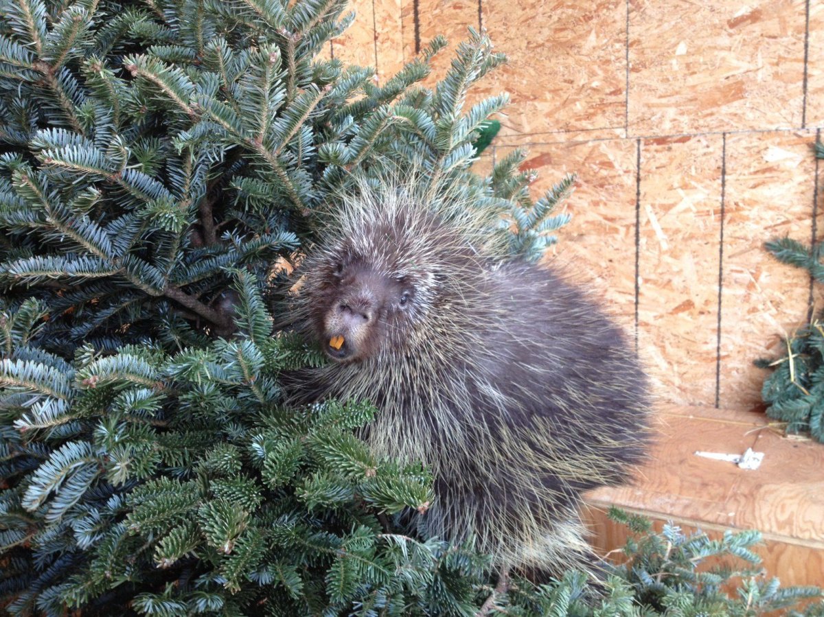 Animals at WILDNorth rescue and rehabilitation society enjoy some used Christmas trees.