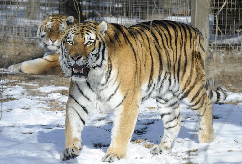 Siberian tigers are pictured at the Calgary Zoo in Calgary, Alberta on Friday, Feb. 17, 2012.  